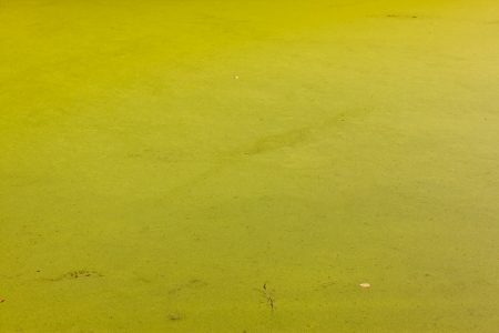 green textureの写真素材