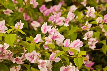 bougainvilleaの写真素材