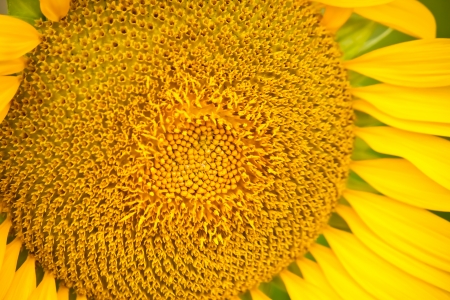 sunflower in gardenの写真素材