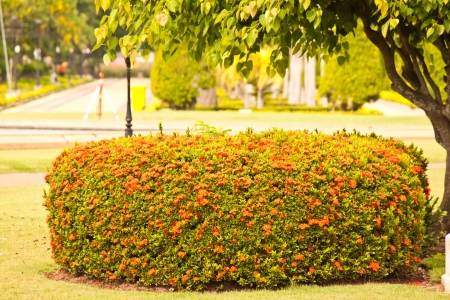 Flower spikeの写真素材