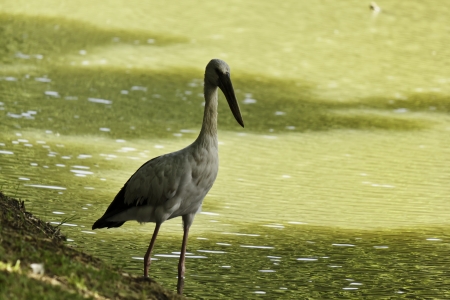 Egret looking for foodの写真素材