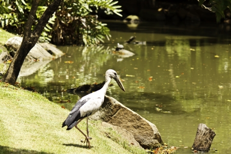 Egret looking for foodの写真素材
