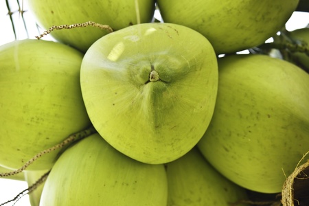 green coconut の写真素材