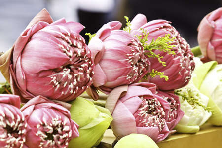 beauty of lotusの写真素材