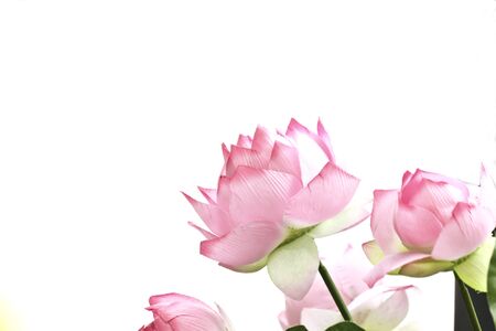 pink lotus with white backgroundの写真素材