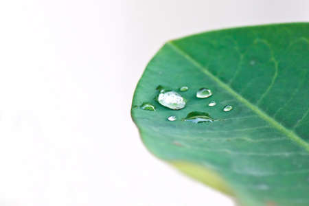 dew on leafの写真素材