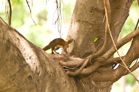 squirrel on tree