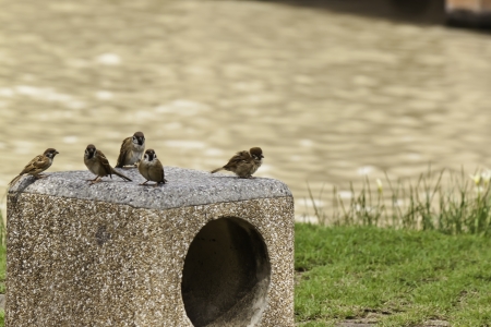 little bird in gardenの写真素材