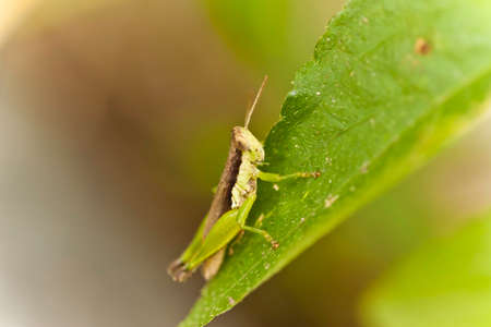 Grasshopperの写真素材