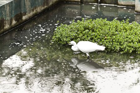 Egretの写真素材