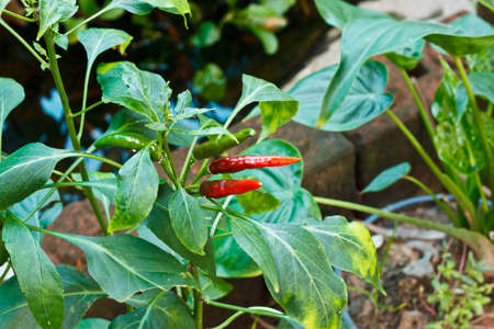 Upper Guinea