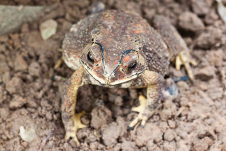 the toadの写真素材