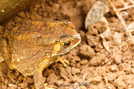 the toad
