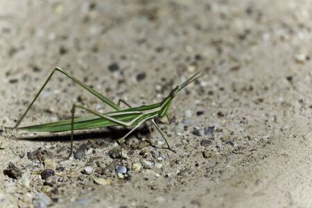 Grasshopperの写真素材