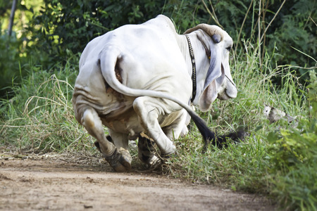 white cowの写真素材