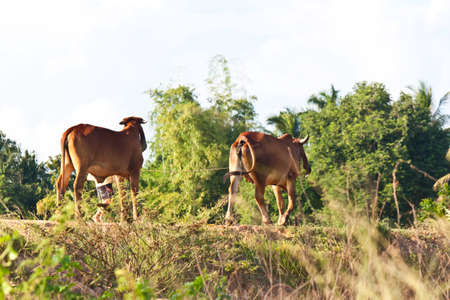 The cow towed back home