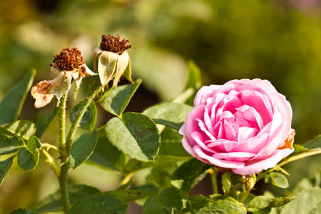 pink rose in gardenの写真素材