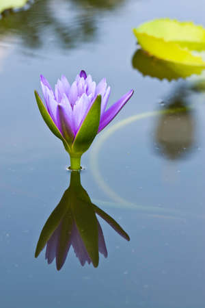 lotus in pondの写真素材