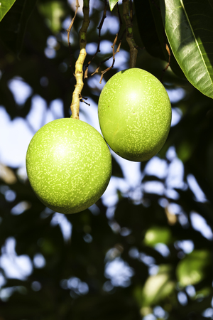 Raw fruits in the forest