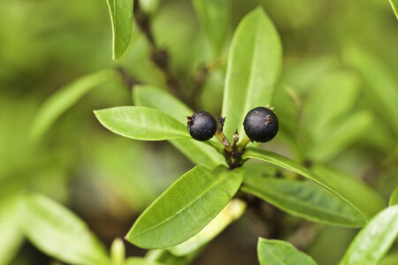 Ripe fruit in the forestの写真素材