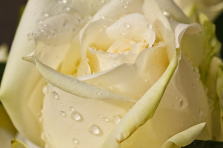   3636;beauty of white roseの写真素材