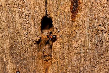 little ants