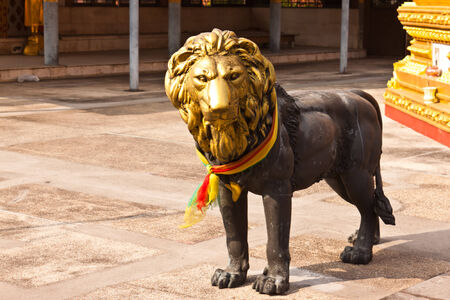 lion imageの写真素材