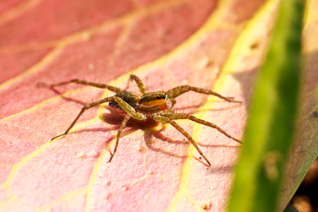 the spiderの写真素材