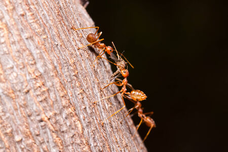 the antsの写真素材