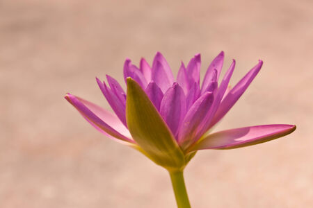 beauty of lotusの写真素材