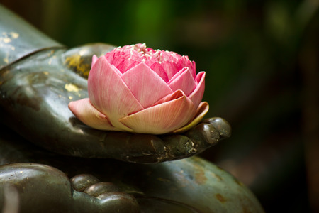 the pink lotus in hand of buddhaの写真素材
