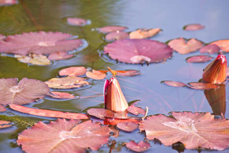 the lovely lotusの写真素材