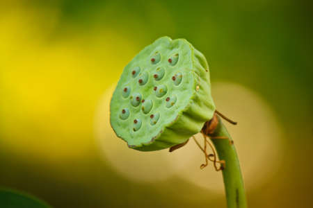 the seed of lotusの写真素材