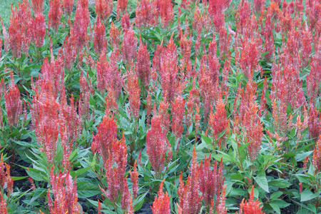 the red flower