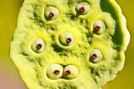 the seeds of lotusの写真素材