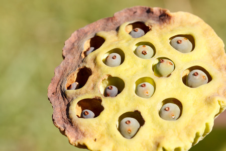 the seeds of lotusの写真素材