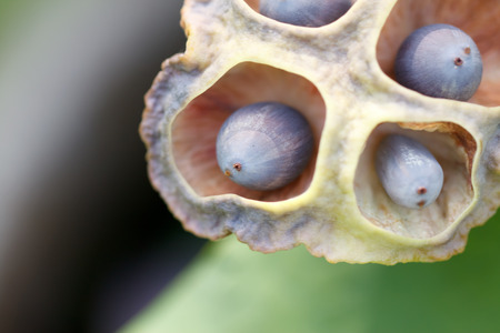 the seeds of lotusの写真素材