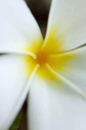 the lovely flower in gardenの写真素材