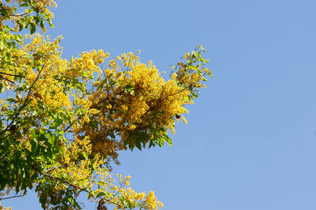 the yellow flower with blue background