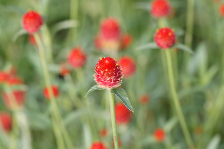 turquoise flower