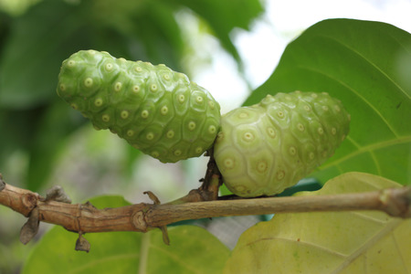 noni in gardenの写真素材