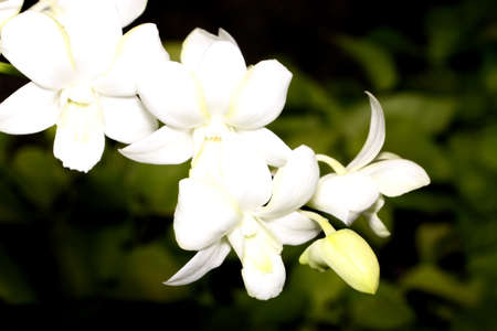 white orchidの写真素材