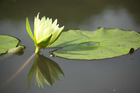 beauty of lotus in pondの写真素材