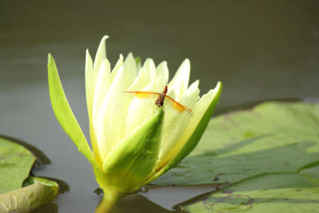 beauty of lotus in pondの写真素材