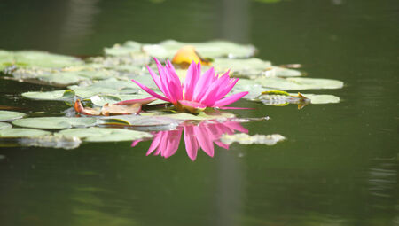 beauty of lotus in pondの写真素材
