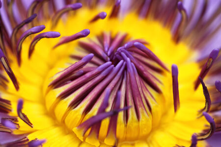 pollen of lotusの写真素材