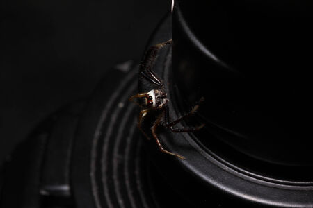 little spiderの写真素材