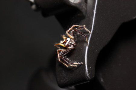 little spider