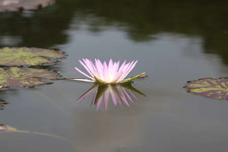 beauty of lotus in pondの写真素材