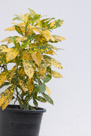 lovely plant